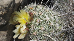 Coryphantha