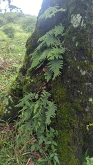 Nannotrigona perilampoides