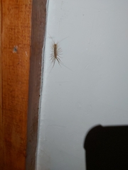 Scutigera coleoptrata