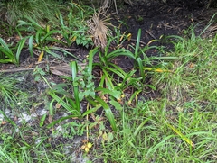 Crinum americanum