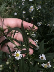 Symphyotrichum lanceolatum