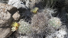 Coryphantha