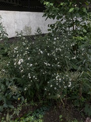 Symphyotrichum lanceolatum