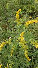 Solidago speciosa