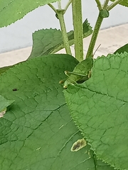 Sphenarium
