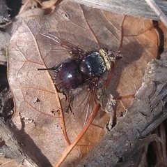 Juriniopsis adusta