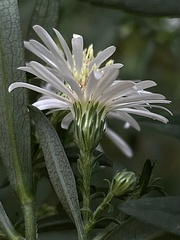 Symphyotrichum lanceolatum