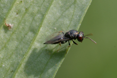 Pteromalidae