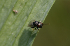 Pteromalidae
