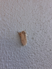 Naroma varipes