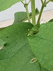 Sphenarium