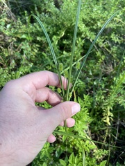 Cyperus retrorsus