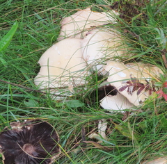 Agaricus campestris