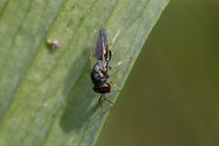 Pteromalidae