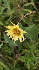 Silphium integrifolium