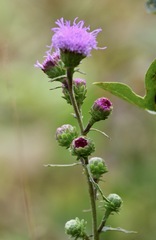 Liatris novae-angliae