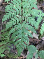 Dryopteris carthusiana