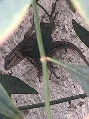 Sceloporus occidentalis