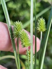 Cyperus retrorsus