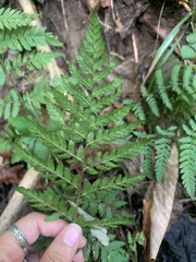 Dryopteris carthusiana