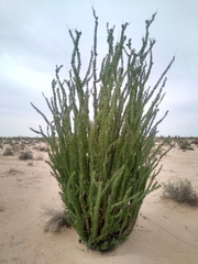 Fouquieria splendens splendens