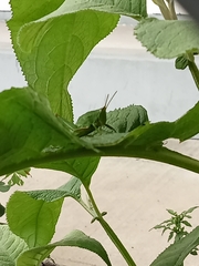 Sphenarium