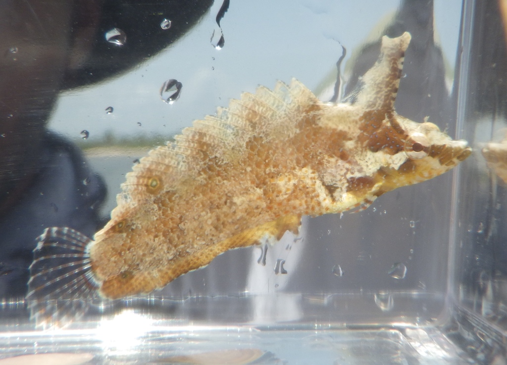 Paraclinus