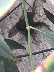Sceloporus occidentalis