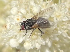 Musca autumnalis