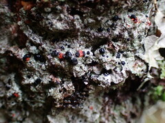 Mycoblastus sanguinarius