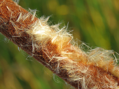 Typha