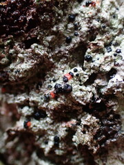 Mycoblastus sanguinarius