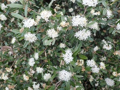 Phebalium squamulosum