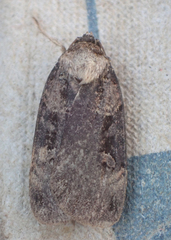 Pseudohermonassa bicarnea