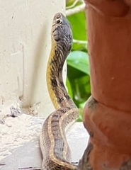 Amphiesma
