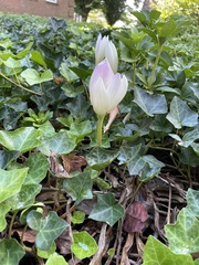 Colchicum autumnale