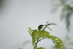 Prinia socialis