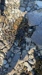 Fucus vesiculosus