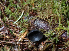 Pseudoplectania nigrella