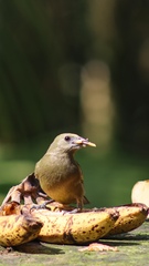 Thraupis palmarum
