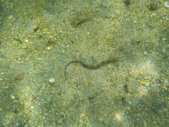 Syngnathus fuscus