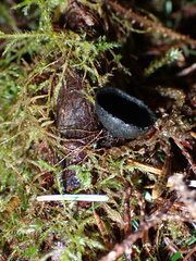 Pseudoplectania nigrella