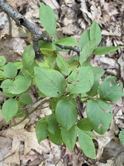 Vaccinium pallidum