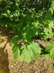 Acer platanoides