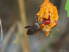 Leptoglossus gonagra