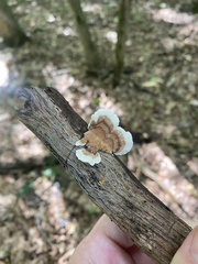 Gloeoporus dichrous