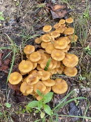 Desarmillaria