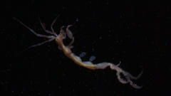 Caprella