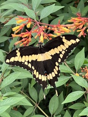 Heraclides cresphontes