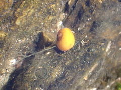 Littorina obtusata